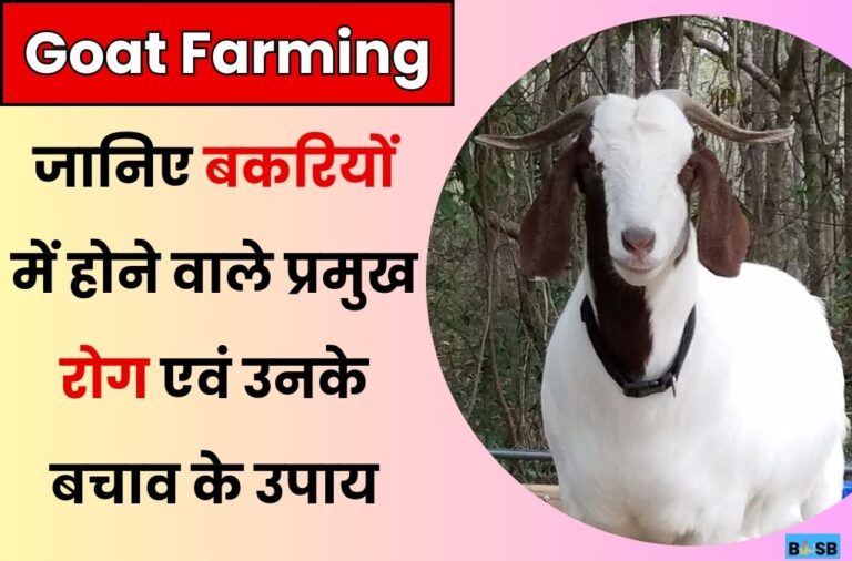 Goat Farming