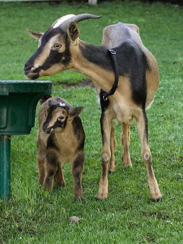 bakri ko bimari se kaise bachaye